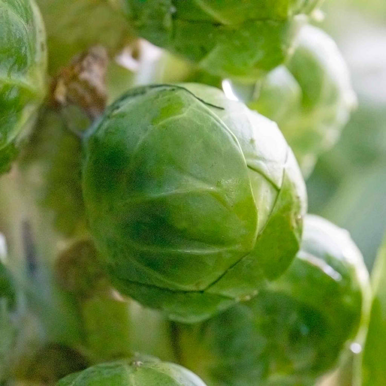 Brussels Sprout Seeds 'Igor Organic' F1