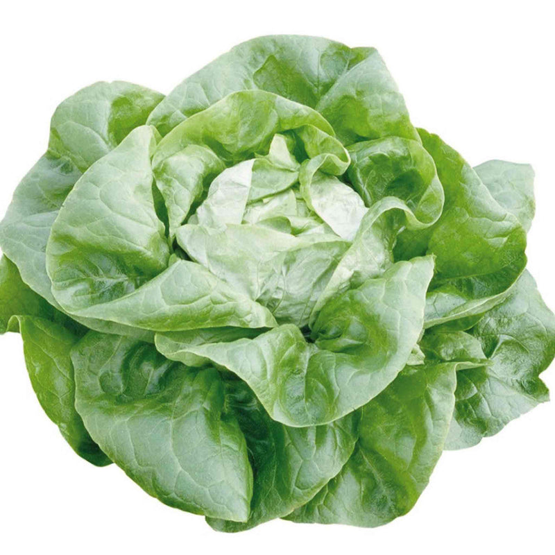 Lettuce Seeds Organic 'Butterhead Sylvesta'