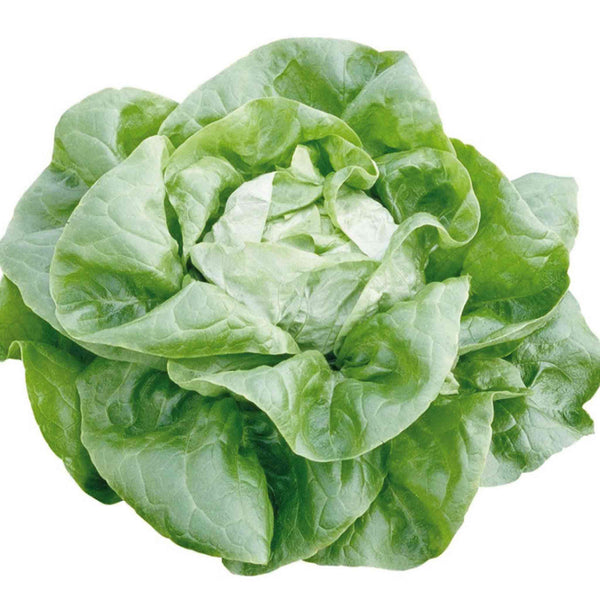 Lettuce Seeds Organic 'Butterhead Sylvesta'