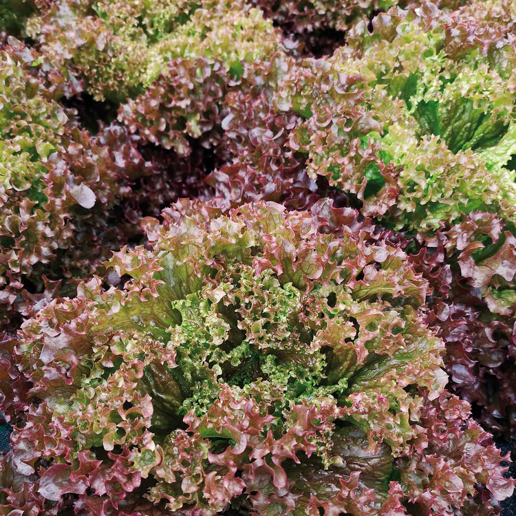 Lettuce Seeds Organic 'Red Senorita'