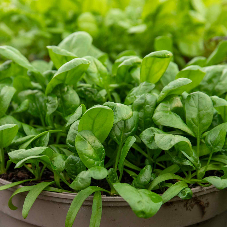 Spinach Seeds Organic 'America'