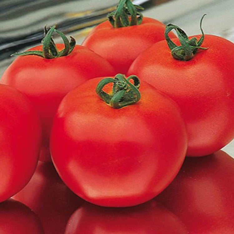 Tomato Seeds Organic 'Diplom' F1