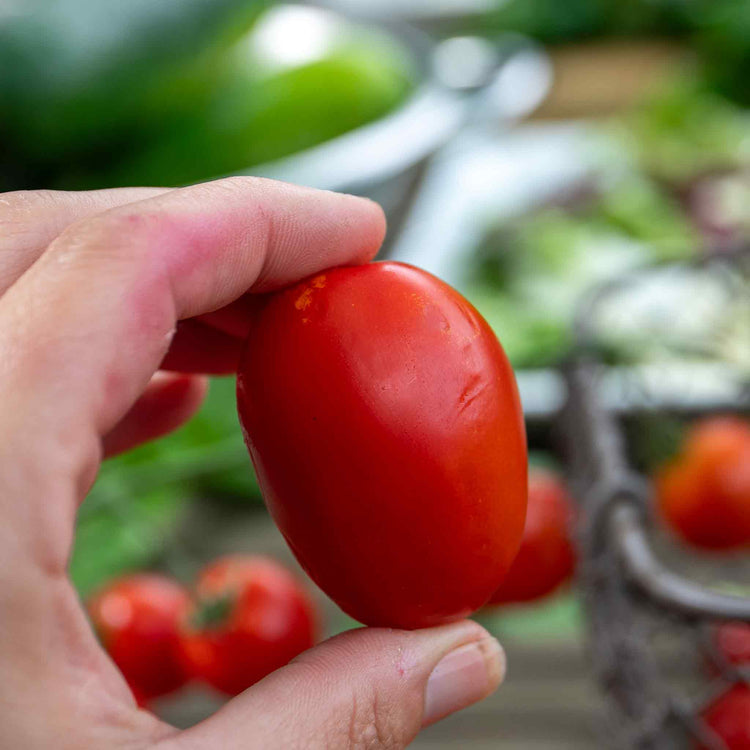 Tomato Seeds Organic Cordon 'Monterrey' F1