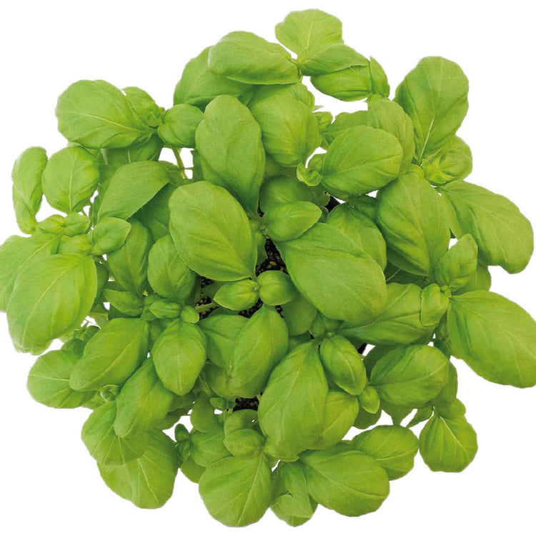 Basil Seeds 'Loki Organic'