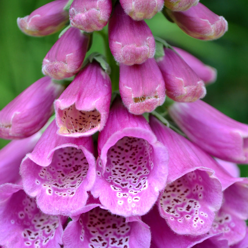 Wildflower Seeds 'Foxglove'