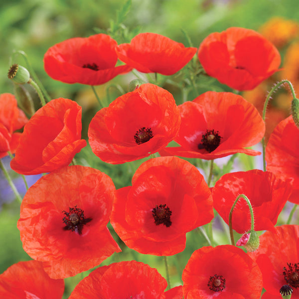 Wildflower Seeds 'Corn Poppy'