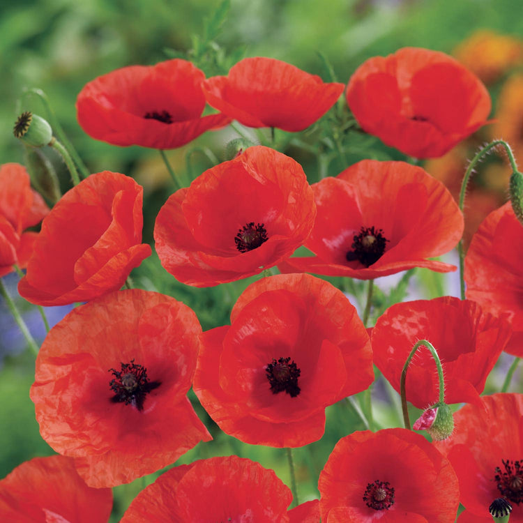 Unwins Pollinator Flower Seed Collection – 5 Varieties