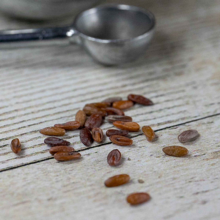 Geranium Seeds 'Sprite F2'