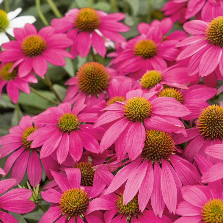 pow wow wild berry echinacea seeds Echinacea Seeds 'Pow Wow Wild Berry'
