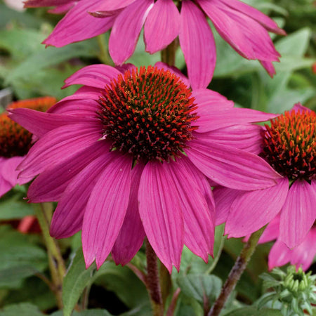 Echinacea Seeds 'Pow Wow Wild Berry'