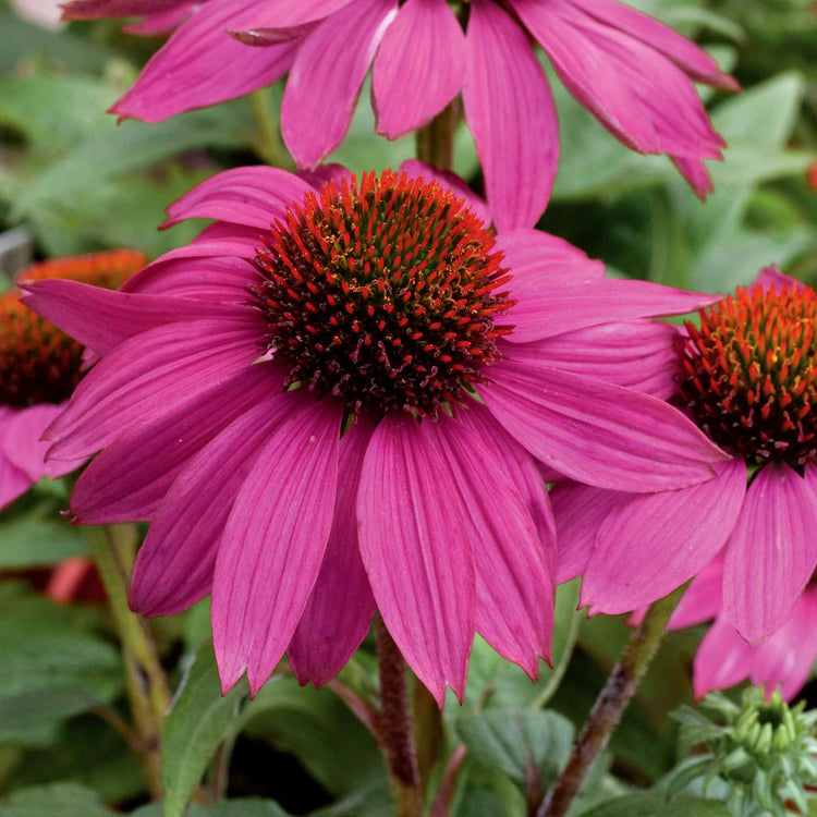 echinacea pow wow wild berry seeds Echinacea Seeds 'Pow Wow Wild Berry'