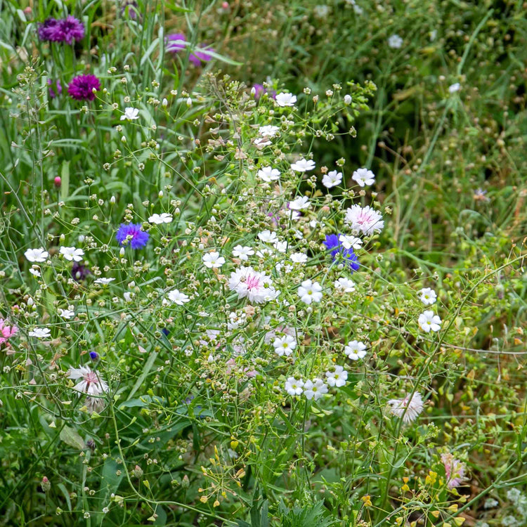Gypsophila Seeds 'Covent Garden'