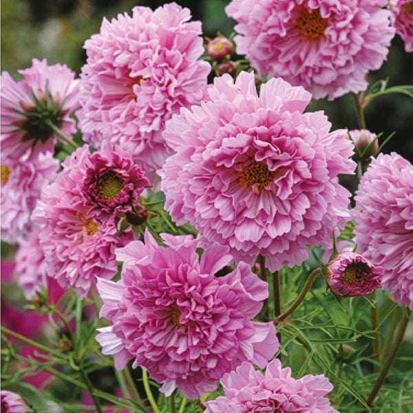 Cosmos Seeds 'Double Click Rose Bon Bon'