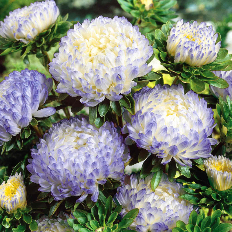 Aster Seeds 'Blue Ice'