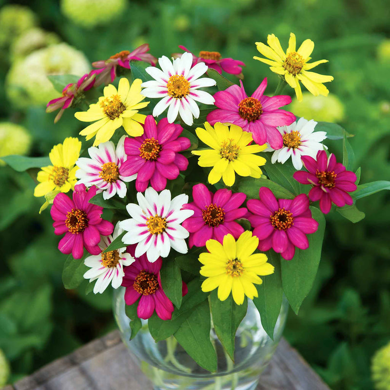 Zinnia Seeds 'Raspberry Lemonade'