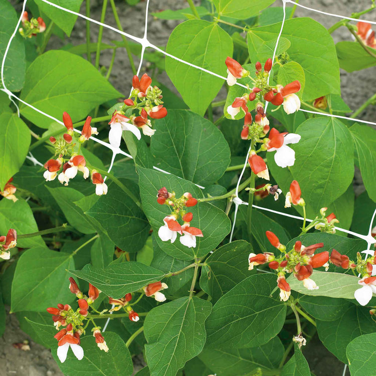 Runner Bean Dwarf  Seeds 'Hestia'