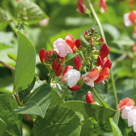Runner Bean Dwarf  Seeds 'Hestia'