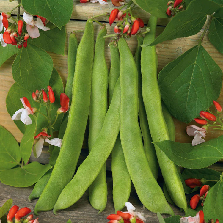 Runner Bean Dwarf  Seeds 'Hestia'
