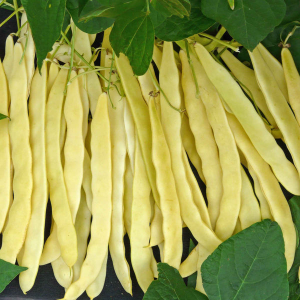 French Bean Climbing Seeds 'Goldfield'