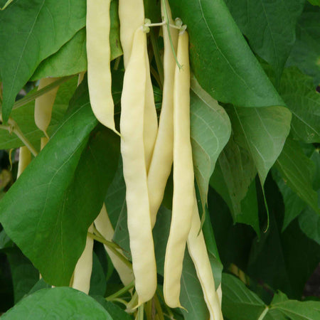 French Bean Climbing Seeds 'Goldfield'