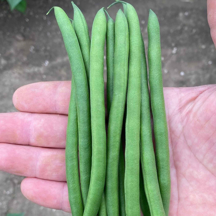 Dwarf French Bean Seeds 'Quartz'