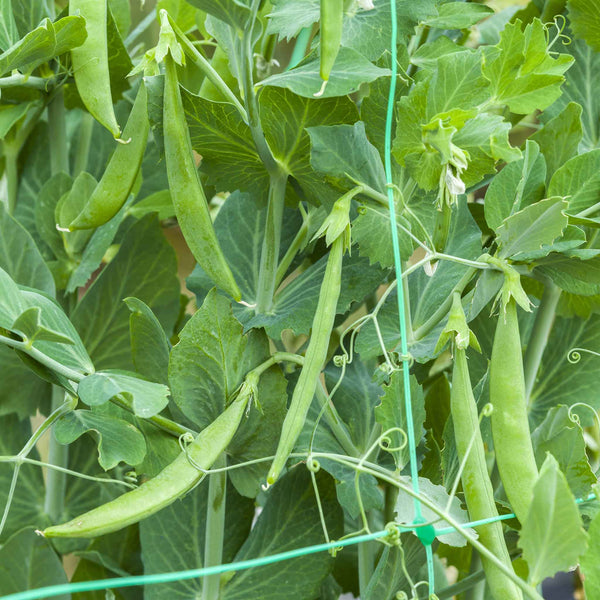 Pea Seeds 'Sugar Snak Hero'