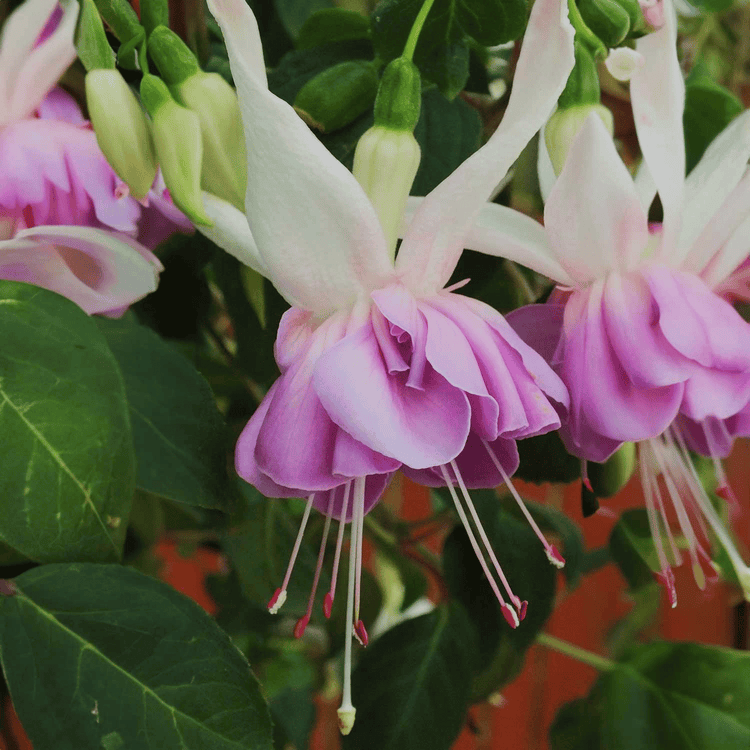 Fuchsia Plant 'Quasar'