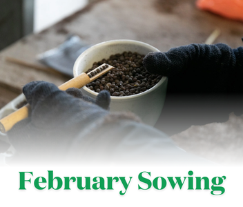 Seeds to sow in February