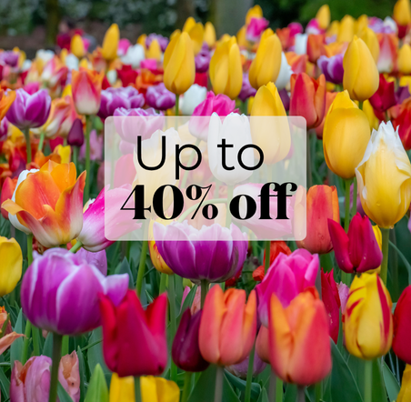 Spring Flowering Bulbs