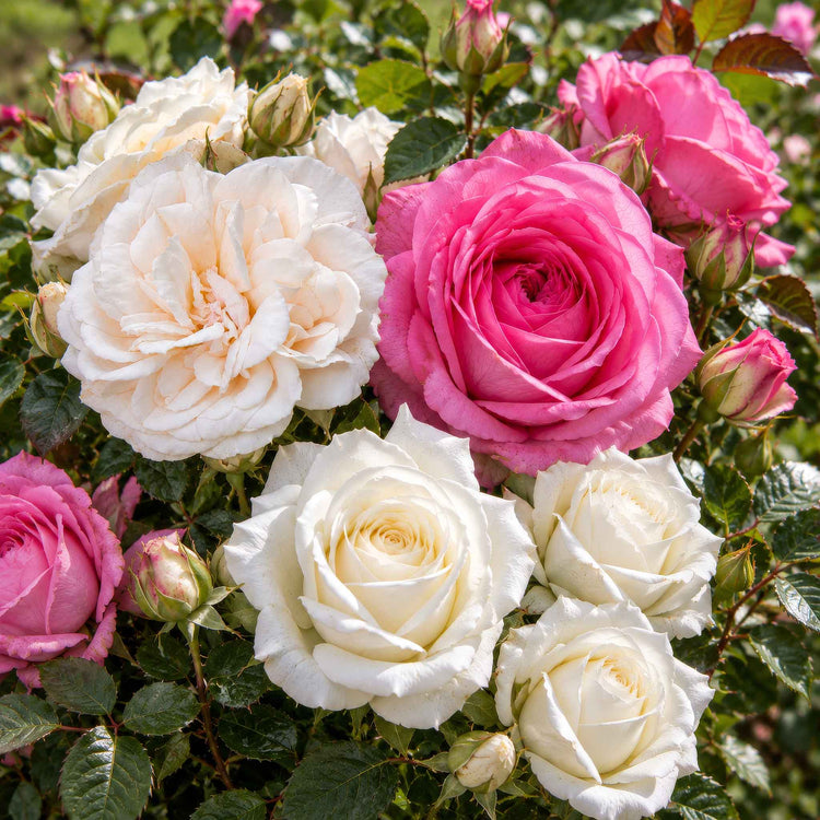 5 Months of Flowering Rose Collection