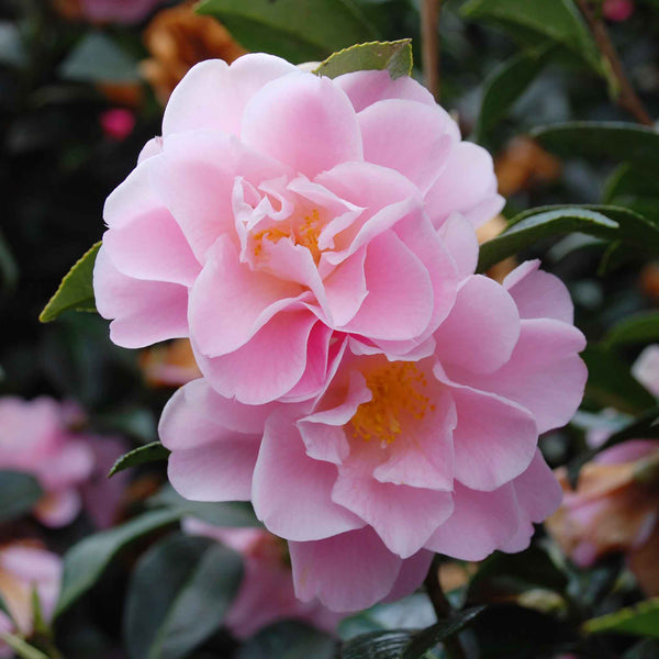 Camellia Plant 'Congratulations'