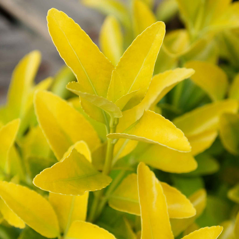 Euonymus Japonicus Plant 'El Dorado'