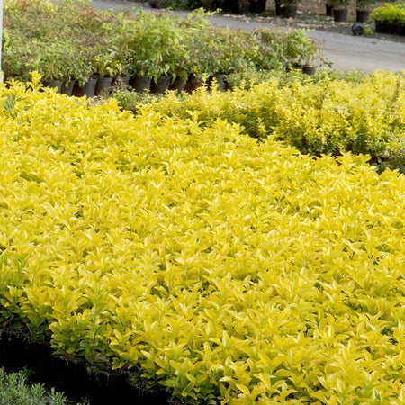 Euonymus Japonicus Plant 'El Dorado'