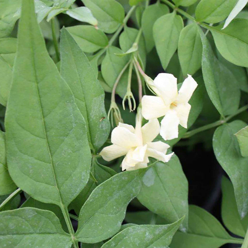 Jasmine Plant 'Clotted Cream'