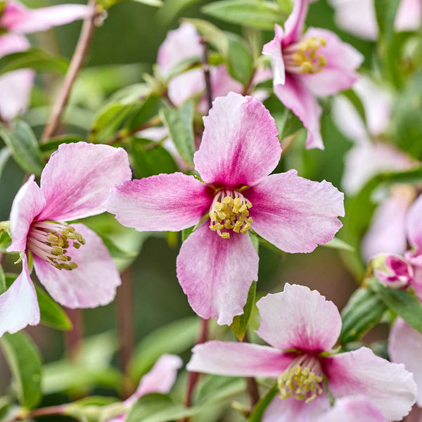 Philadelphus Plant 'Petite Perfume Pink'