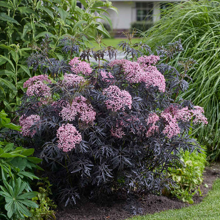 Sambucus Plant 'Cherry Lace'