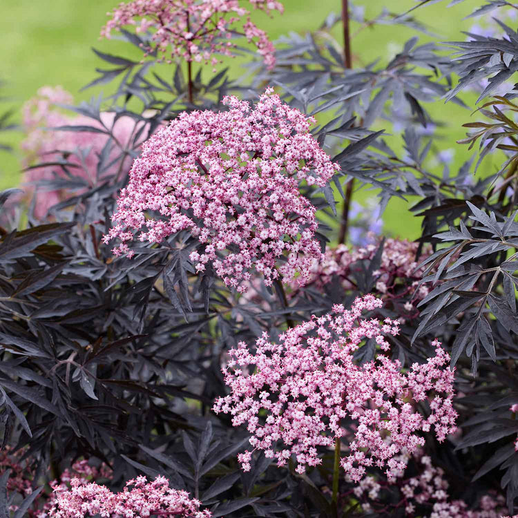 Sambucus Plant 'Cherry Lace'