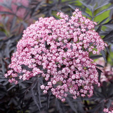 Sambucus Plant 'Cherry Lace'