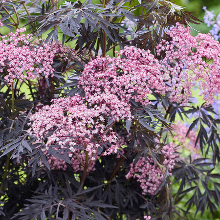 Sambucus Plant 'Cherry Lace'