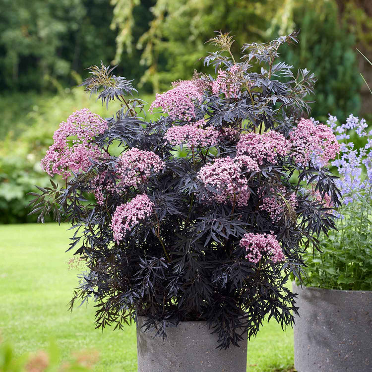 Sambucus Plant 'Cherry Lace'