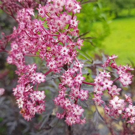 Sambucus Plant 'Cherry Lace'