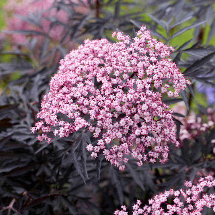 Sambucus Plant 'Cherry Lace'