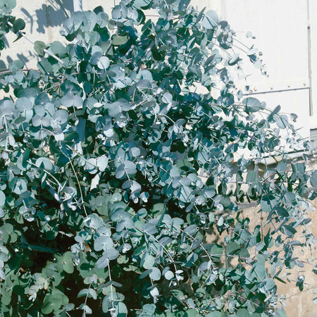 Eucalyptus Plant 'Gunnii'