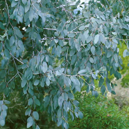 Eucalyptus Plant 'Gunnii'