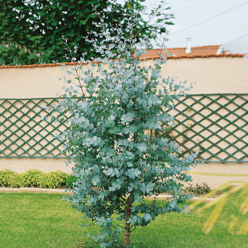 Eucalyptus Plant 'Gunnii'