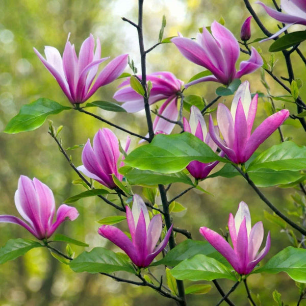 Magnolia Plant 'Susan'