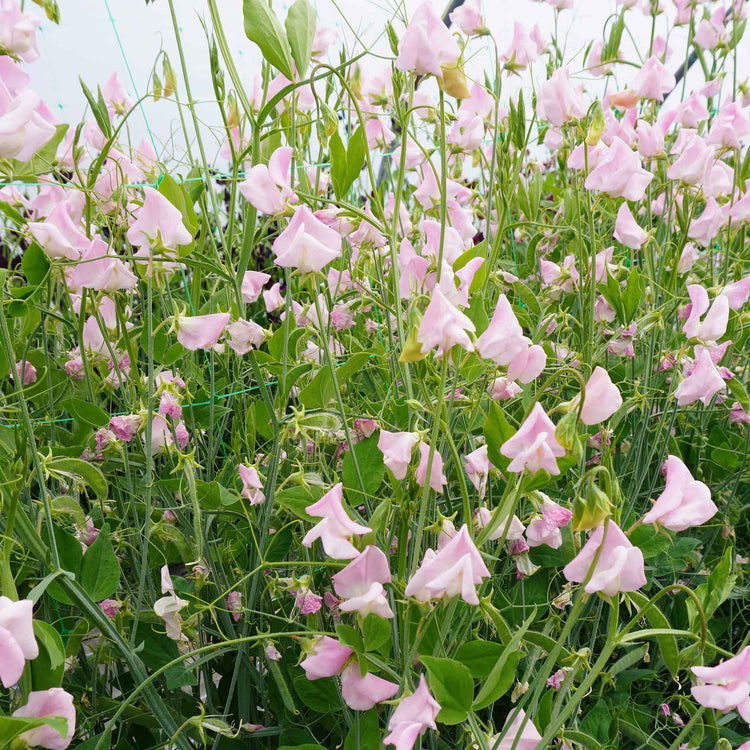 Sweet Pea Seeds 'Prima Donna'