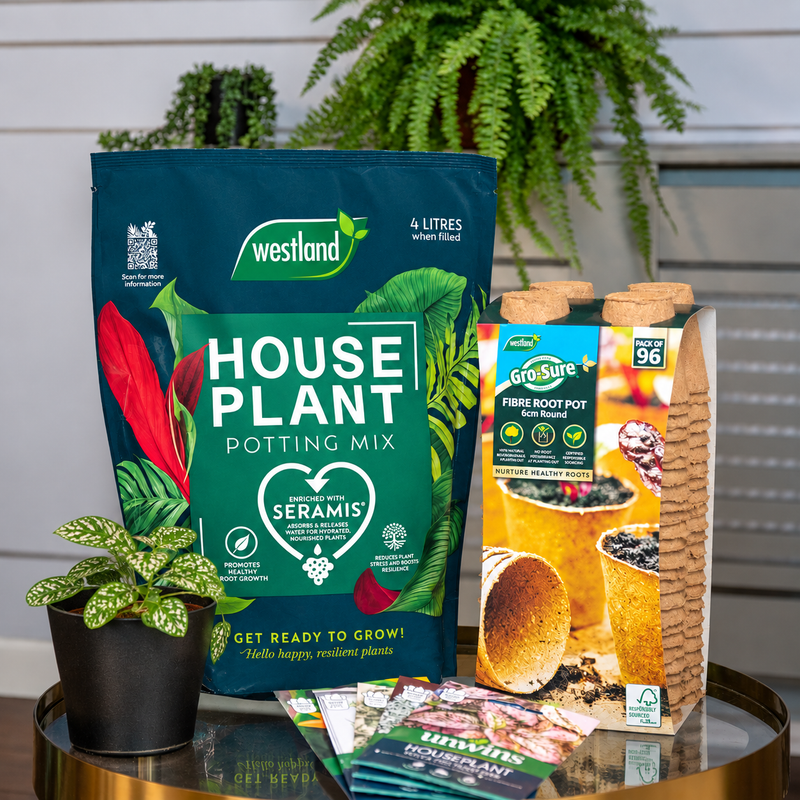 Houseplant Seed Growing Kit – 5 Varieties