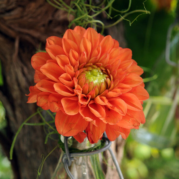 Dahlia Plant 'Karma Red Corona'