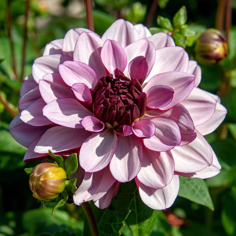 Dahlia Plant 'Creme de Cassis'